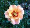 Sweet Spot Peach rose photo