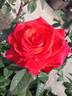 Smokin' Hot rose photo