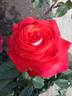 Smokin' Hot rose photo