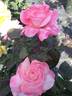 April In Paris ™ rose photo