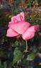 Amazing Grace rose photo