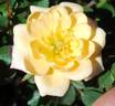 Penny Candy ™ rose photo