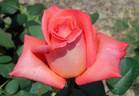 Impulse rose photo