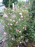 Lady Godiva rose photo