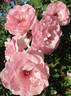 Geisha rose photo