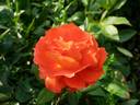 Iris Webb rose photo