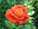 Iris Webb rose photo