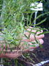 Adiantifolia rose photo