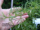 Adiantifolia rose photo