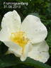 Frühlingsanfang rose photo