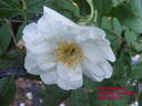 Schneezwerg rose photo