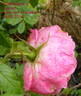 Polarsonne rose photo
