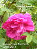Tsaritsa Severa rose photo