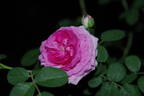 Nymphe Tepla rose photo
