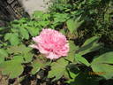Da Hu Hong peony photo