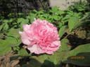 Da Hu Hong peony photo