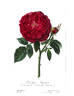 Dr. Jamain rose photo