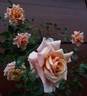 Rêve Abricot rose photo