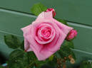 Carol Amling rose photo