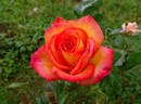 Chivalry ® rose photo