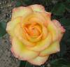 Solitaire rose photo