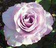 Dioressence® rose photo