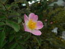 IHTXLB Fed rose photo