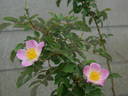 IHTXLB Fed rose photo