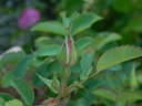 IHTXLB Fed rose photo