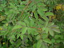 IHTXLB Fed rose photo