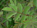 IHTXLB Fed rose photo