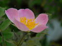 IHTXLB Fed rose photo