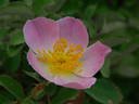 IHTXLB Fed rose photo