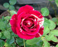 Raspberry Swirl rose photo