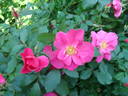 E0301 rose photo