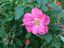 E0301 rose photo