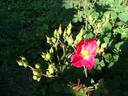 E1401 rose photo