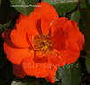 All a Twitter rose photo
