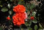 All a Twitter rose photo