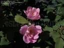 RADyod rose photo