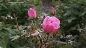 RADyod rose photo