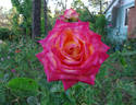 Delta Gold ™ rose photo