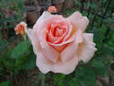 It's Showtime rose photo