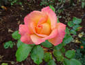 Rainbow Sorbet ™ rose photo