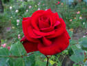 Sacred Heart rose photo