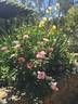 Eyeconic rose photo