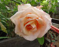 European Touch rose photo