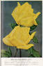 Mrs. William Sprott rose photo