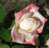 Helen Naudé rose photo