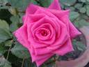 Bugatti rose photo